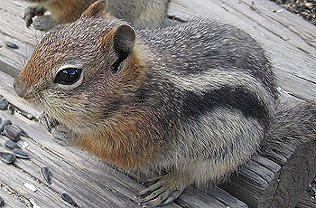 chipmunk