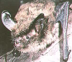 keens bat