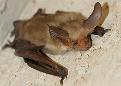 mexican free tail bat