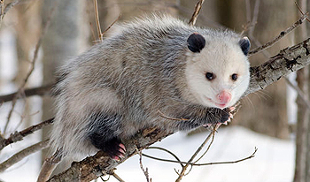 opossum