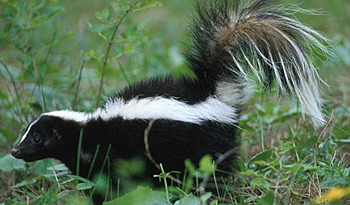 skunk